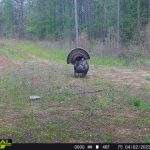 Hempstead County Hunting land for sale