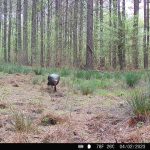 Hempstead County Timberland for sale