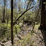 Hempstead County Timberland for sale