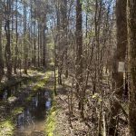 Hempstead County Timberland for sale