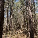 Timberland property for sale in Hempstead County