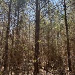 Hempstead County Hunting property for sale