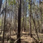 Hempstead County Recreational land for sale
