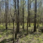 Hempstead County Hunting land for sale