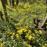 Hunting property for sale in Hempstead County