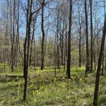 Hempstead County Timberland for sale