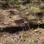 Hempstead County Recreational property for sale