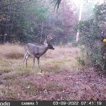 Timberland for sale in Nevada County