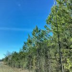 Allen Parish Agricultural property for sale