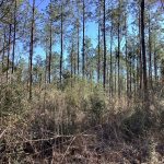 Commercial property for sale in Allen Parish